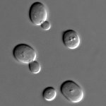 D�coction