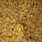 Malt